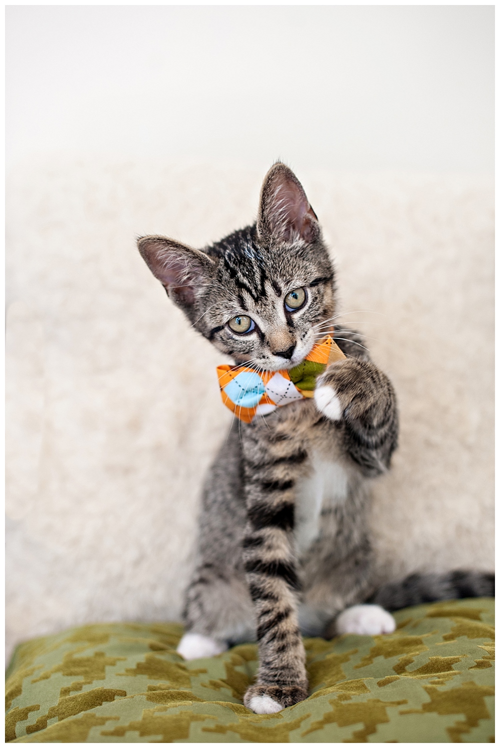 tiger striped kitten with a bow tie