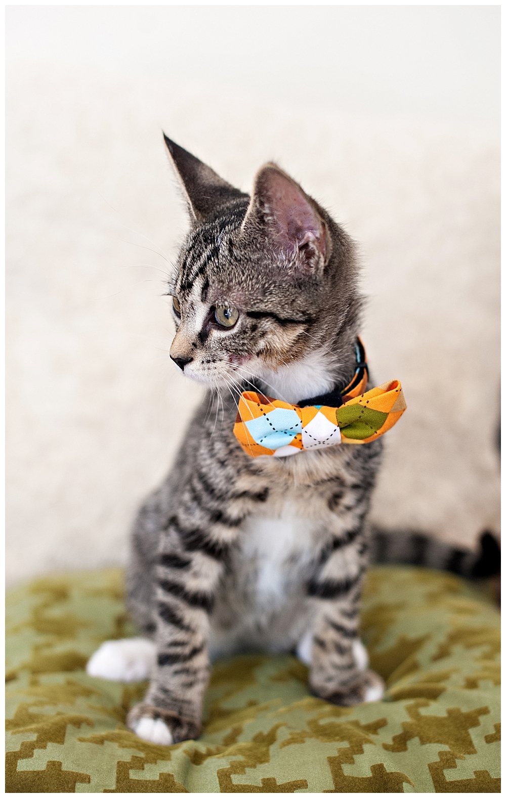 tiger striped kitten with a bow tie