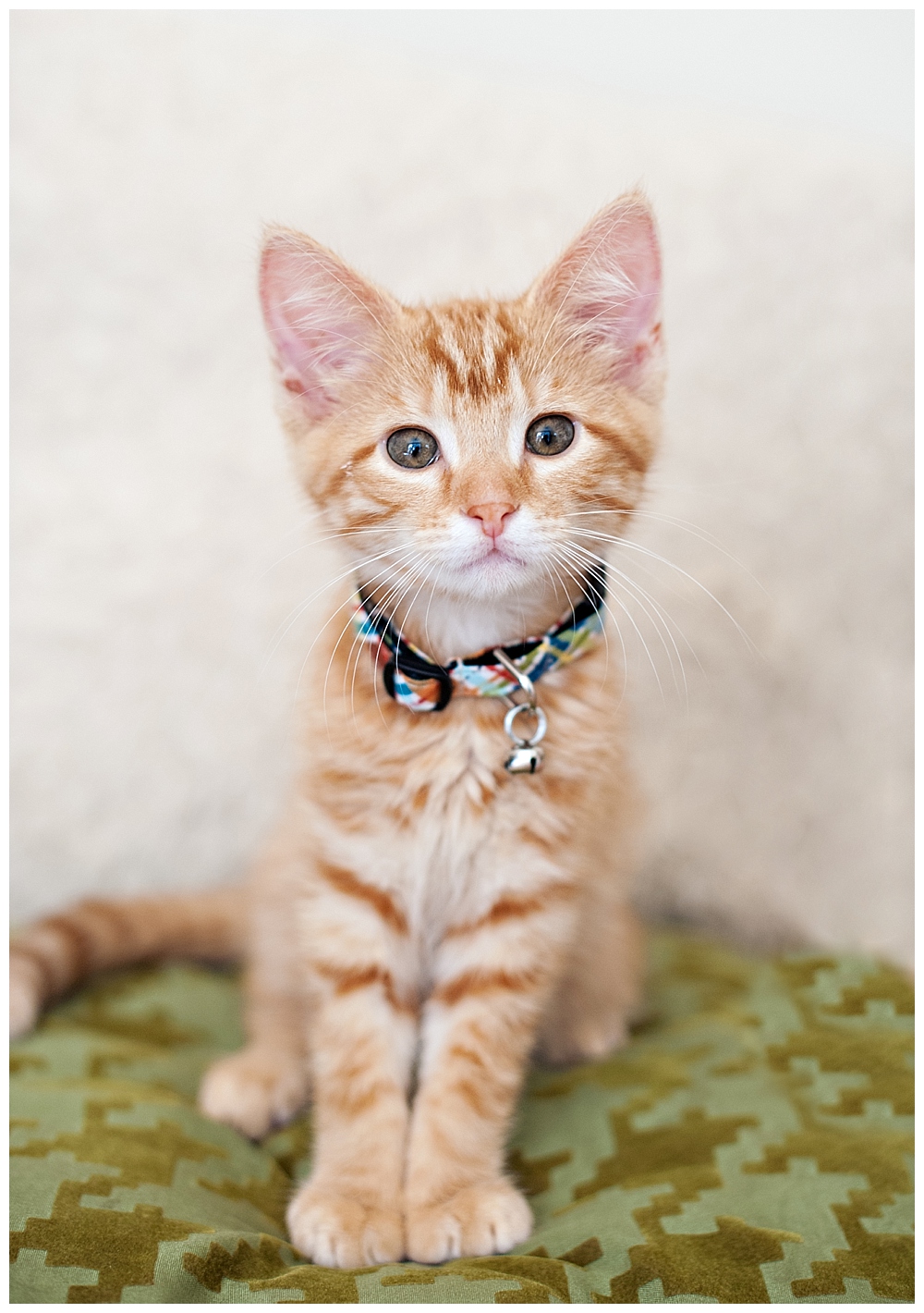 cute orange kitten with collar