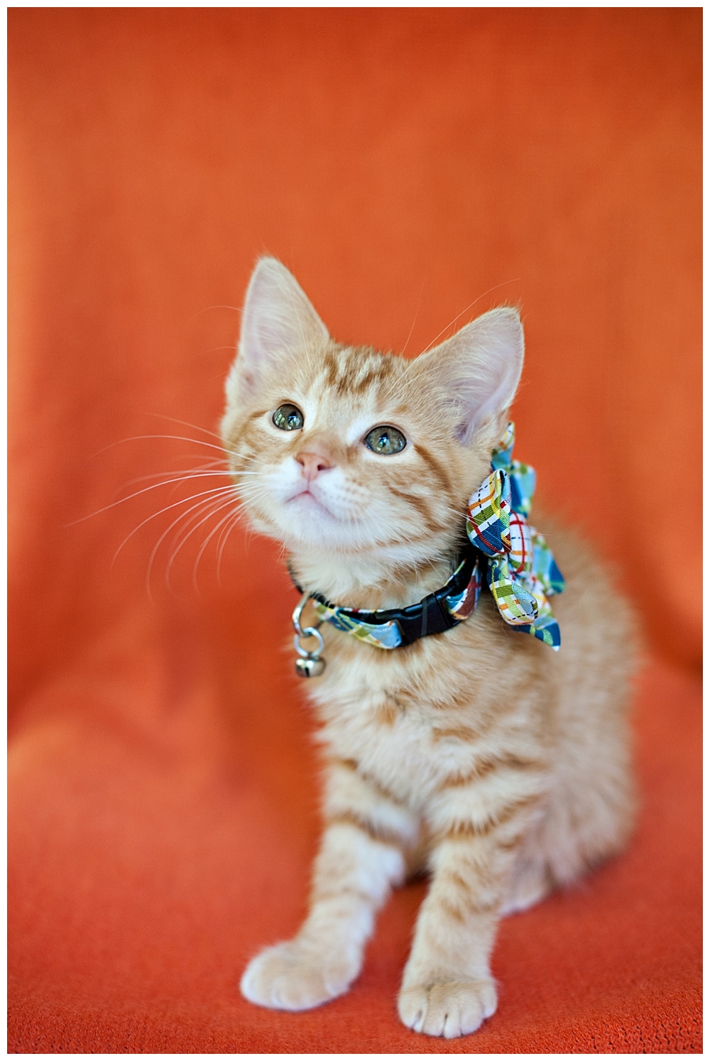 orange kitten with collar