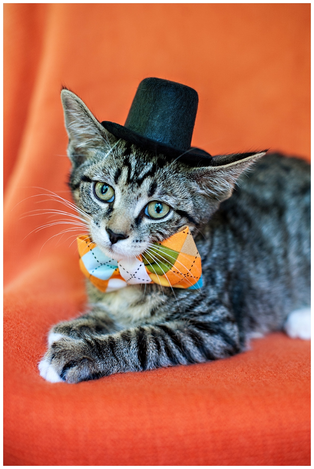 tiger striped kitten with a bow tie and top hat