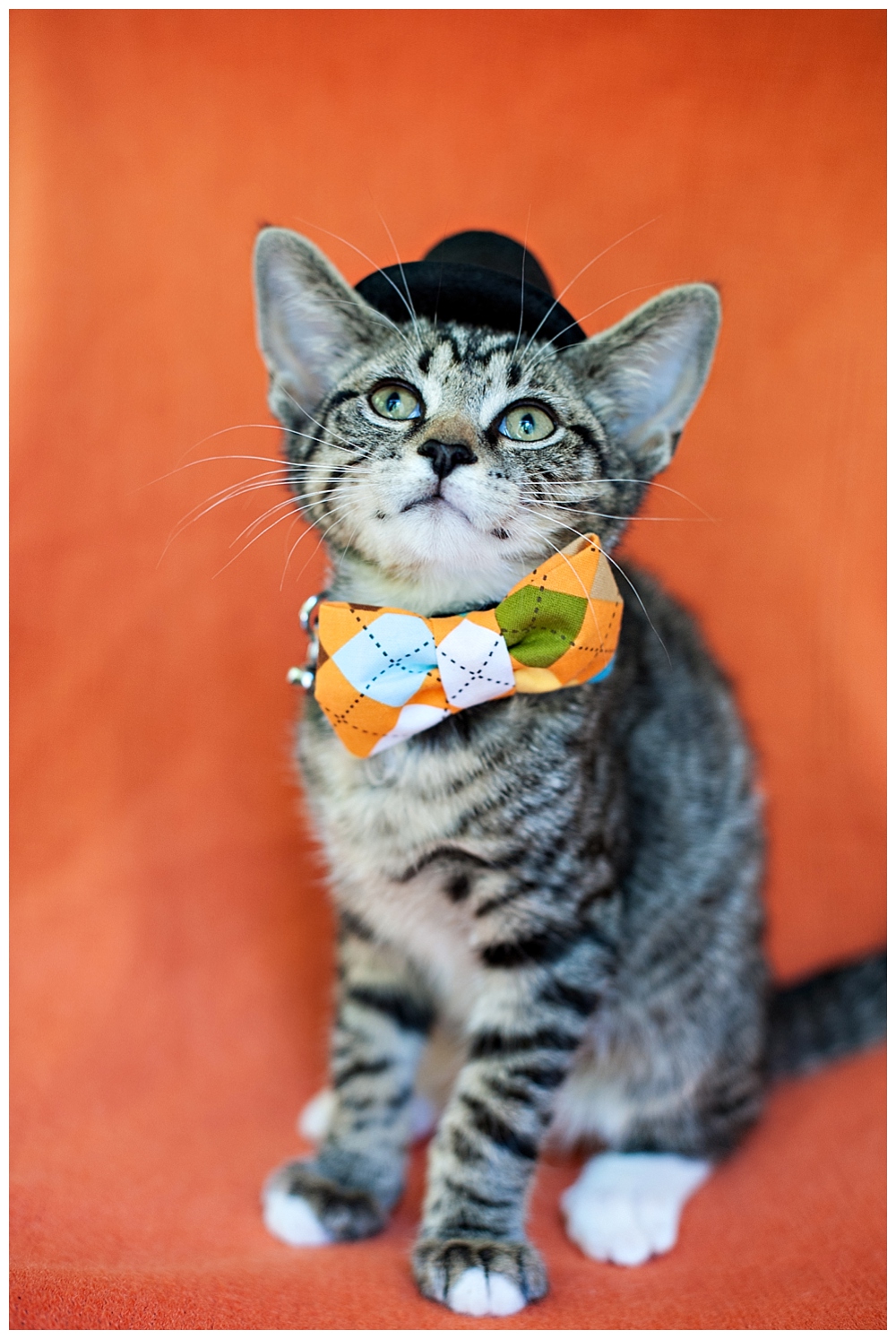 tiger striped kitten with a bow tie and top hat