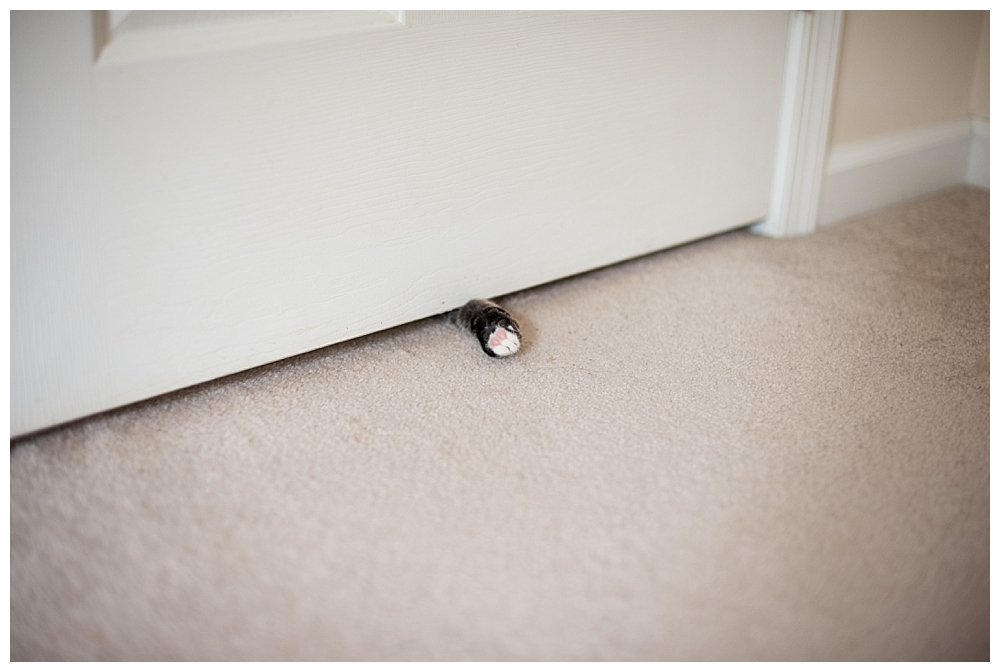 kitten paw under door