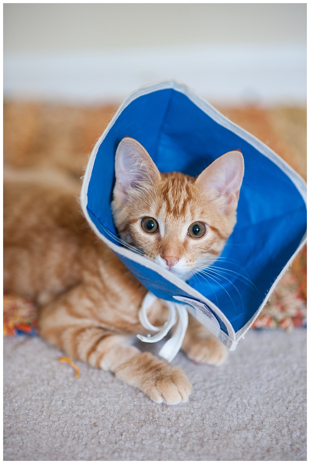 orange tabby kitten with cone