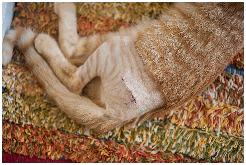 fho surgical scar on kitten