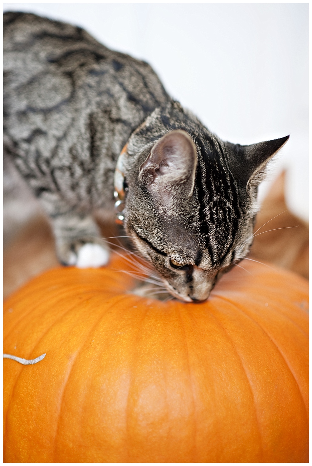 tiger striped cat on pumpkin