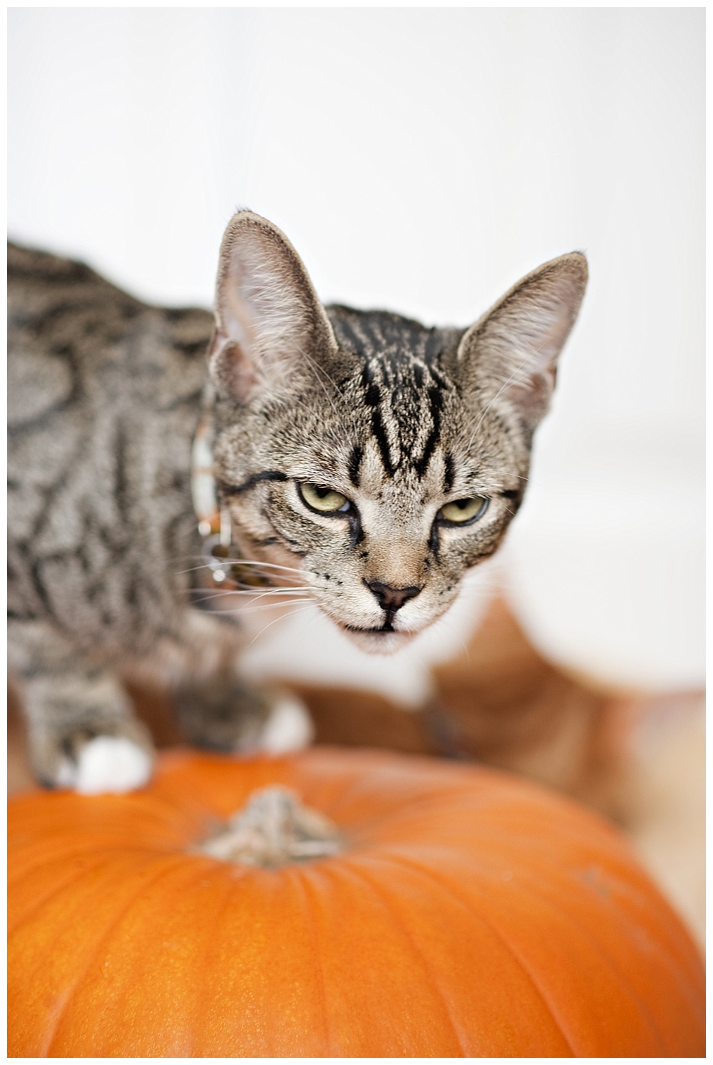 tiger striped cat on pumpkin