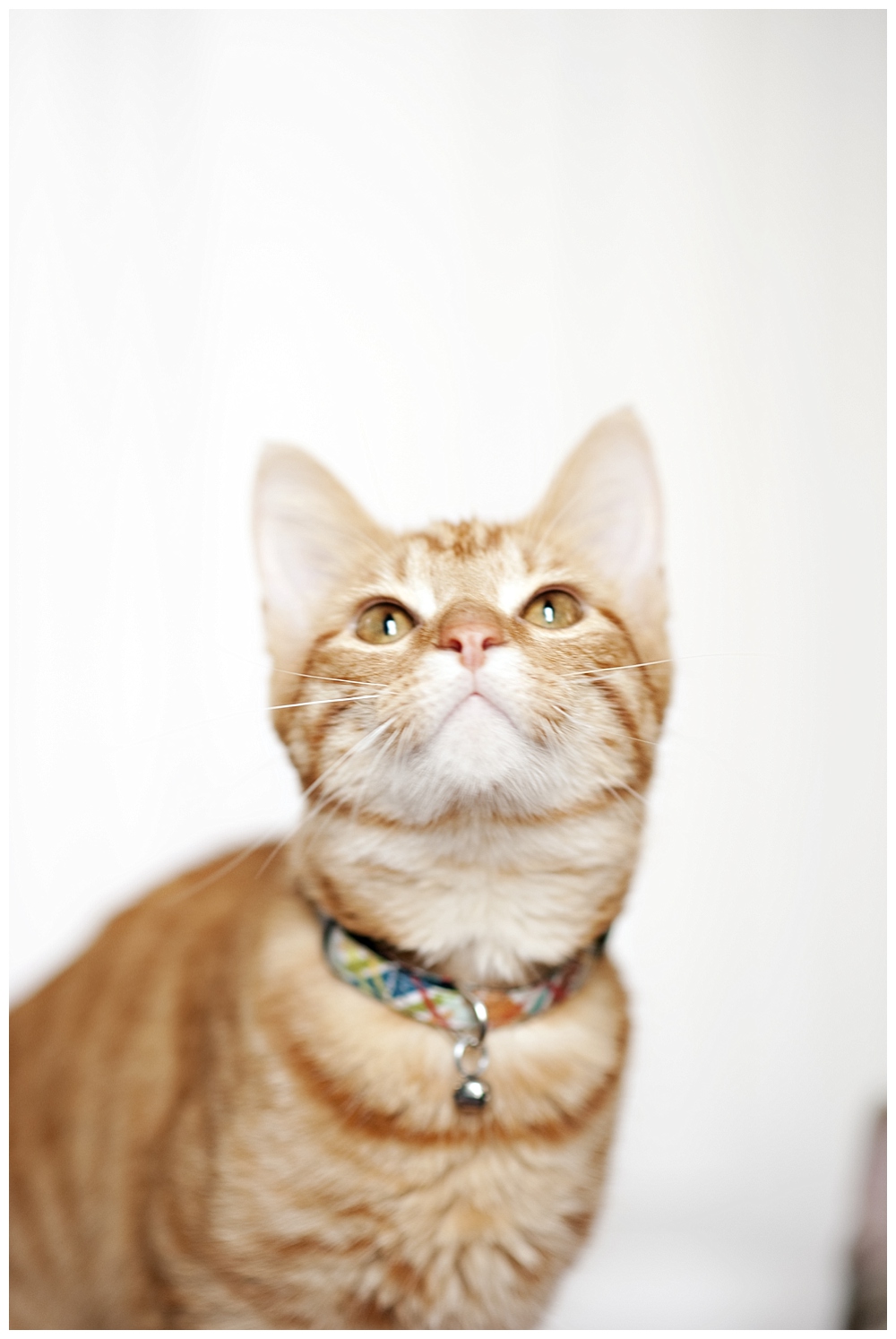 orange striped tabby on pumpkin