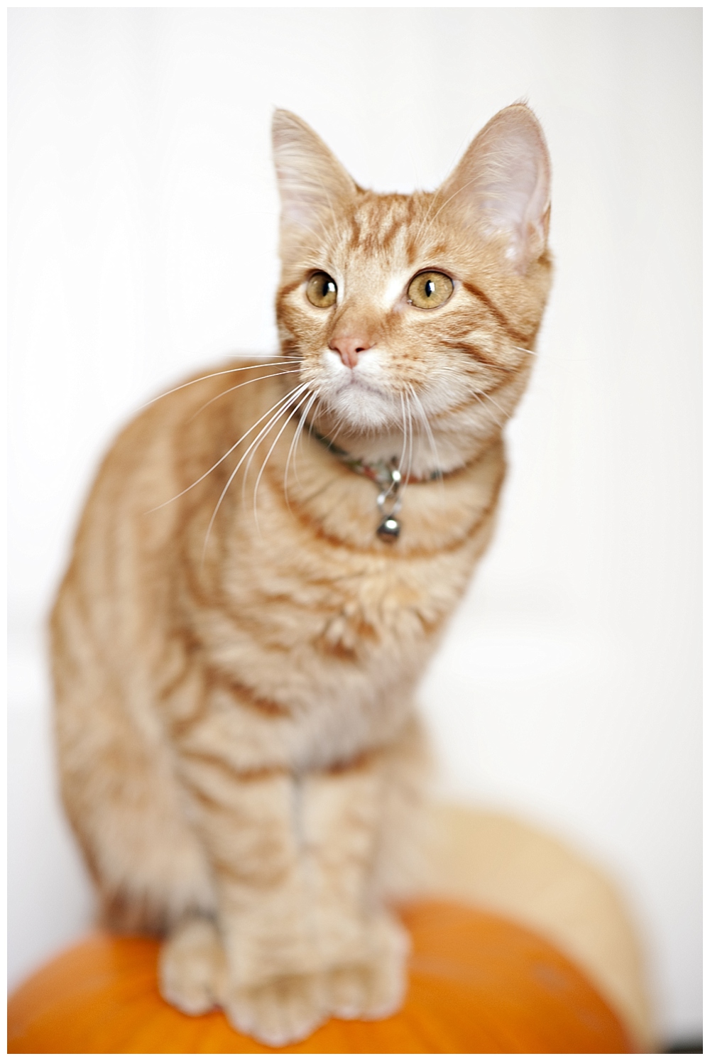 orange striped tabby on pumpkin