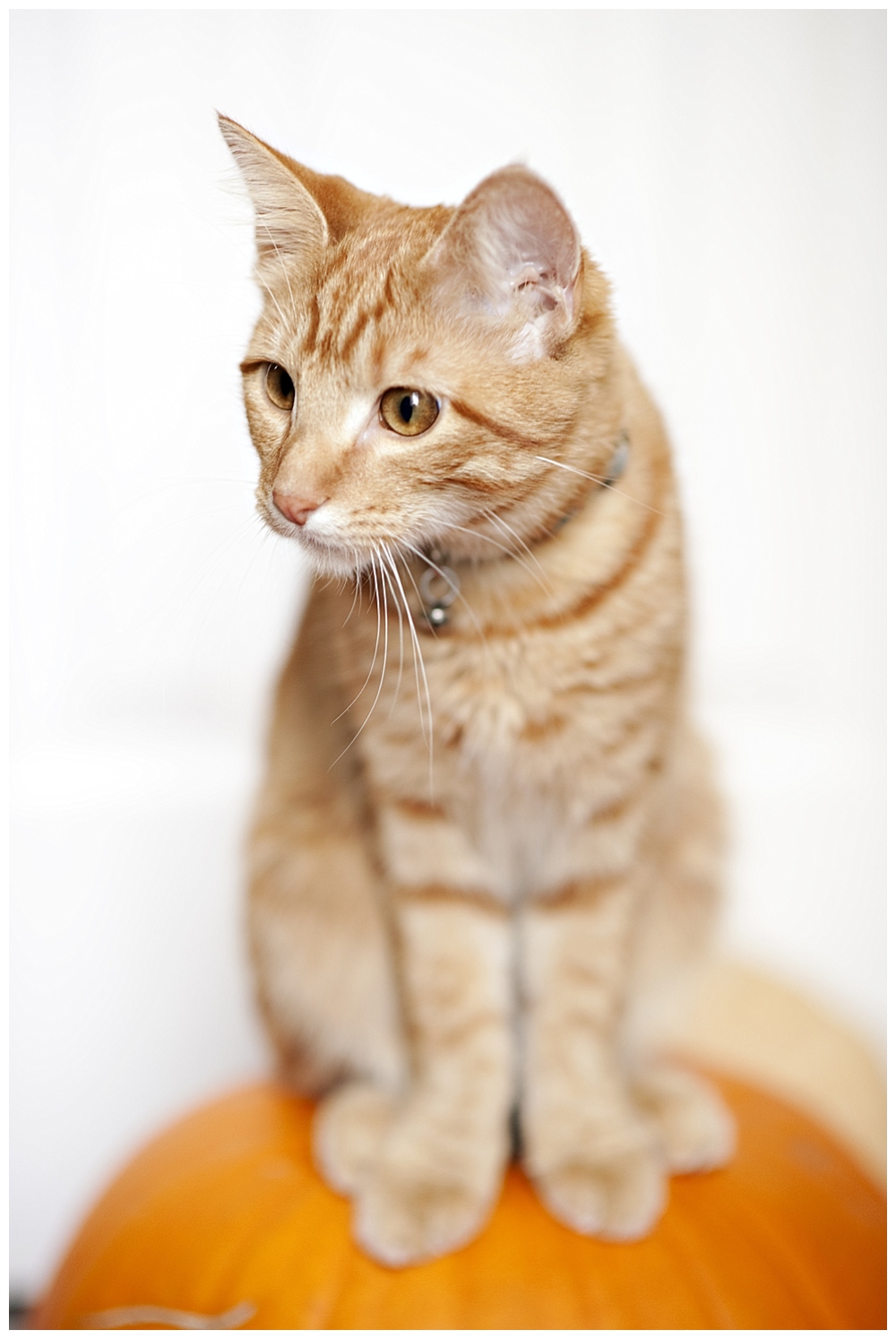 orange striped tabby on pumpkin