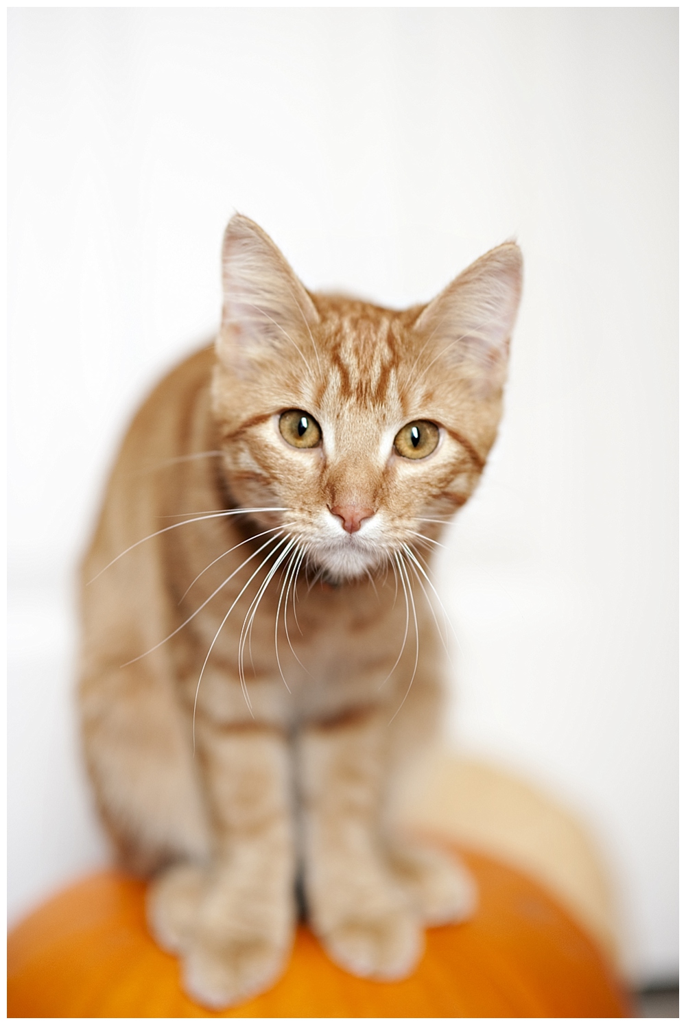 orange striped tabby on pumpkin