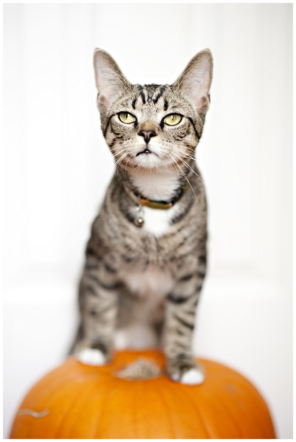 tiger striped cat on pumpkin