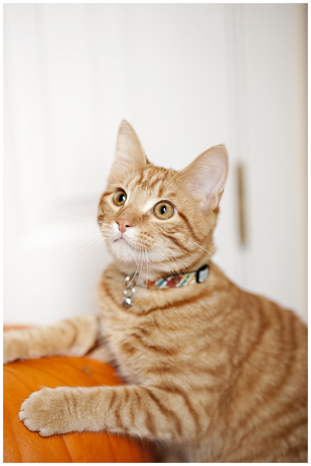 orange striped tabby on pumpkin