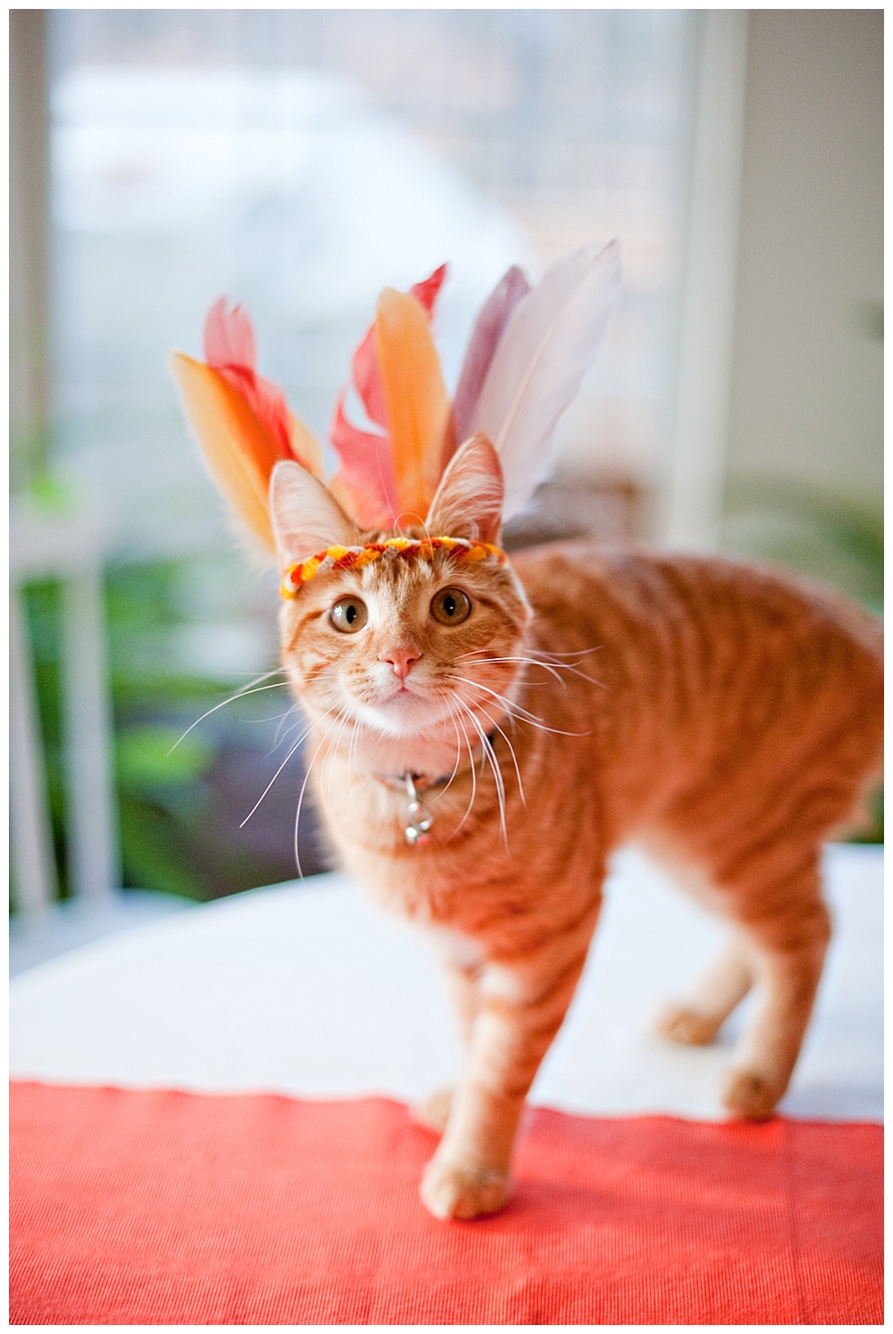 aggie the cat Orange kitten with feather hat