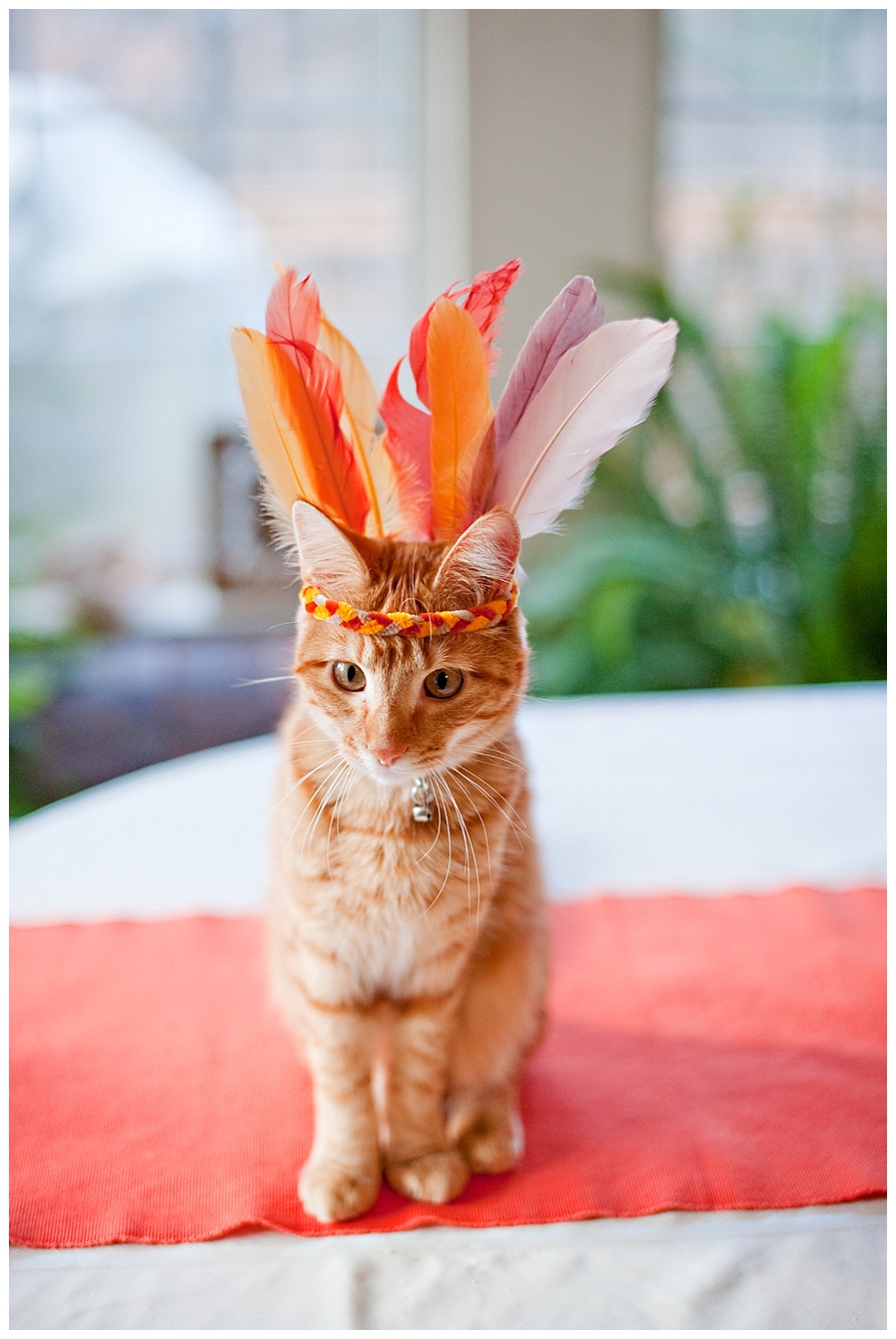 aggie the cat Orange kitten with feather hat