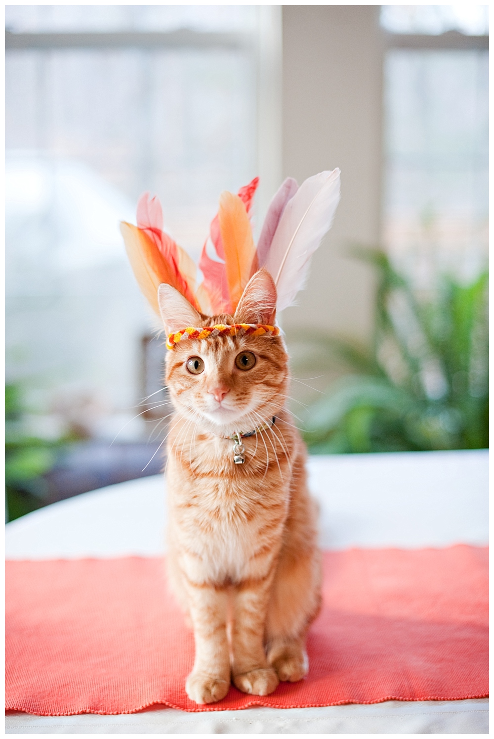 aggie the cat Orange kitten with feather hat