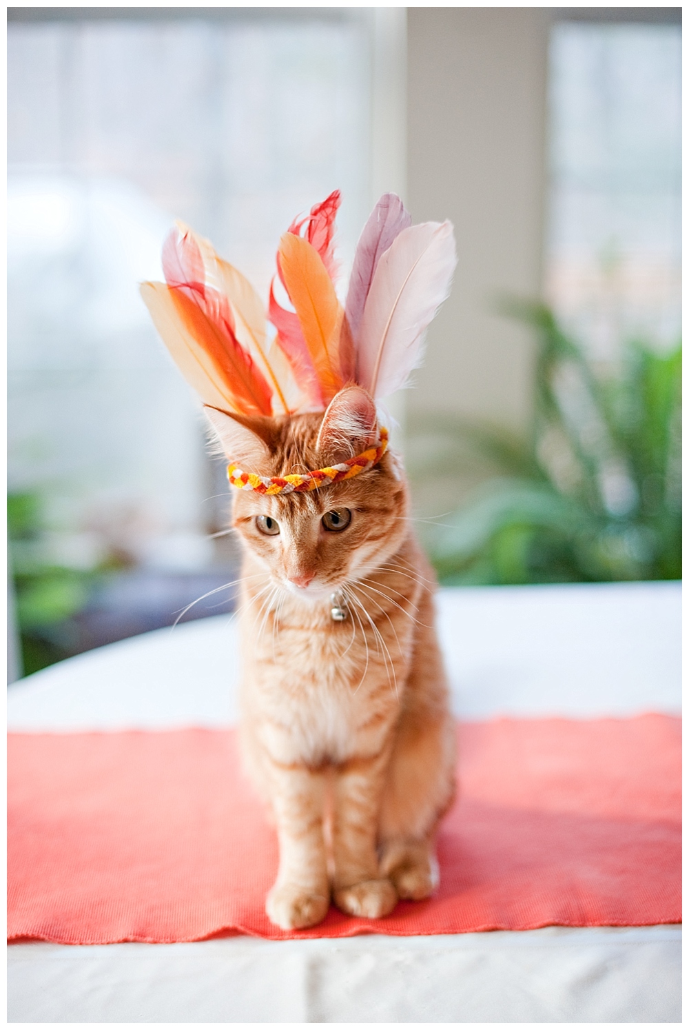 aggie the cat Orange kitten with feather hat