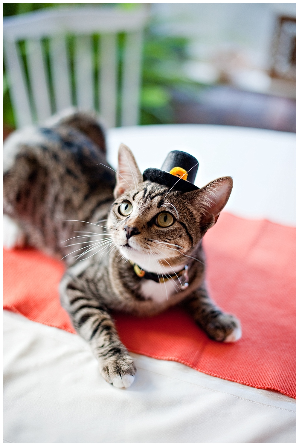 archie the cat tiger striped kitten with pilgrim hat