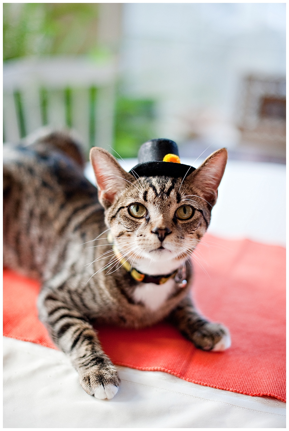 archie the cat tiger striped kitten with pilgrim hat