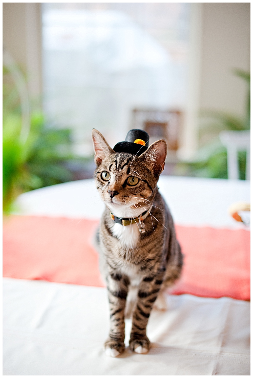 archie the cat tiger striped kitten with pilgrim hat