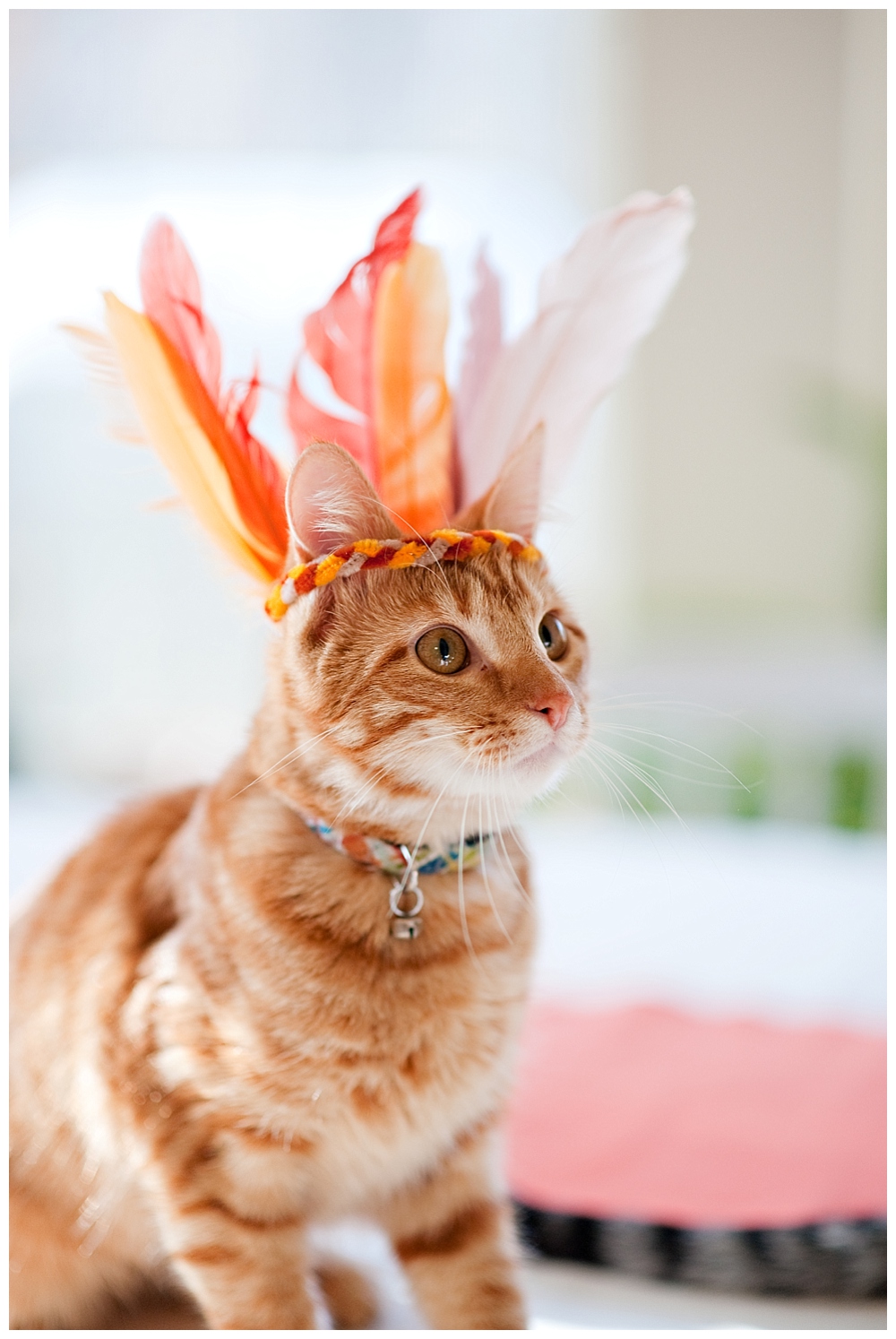 Orange kitten with feather hat