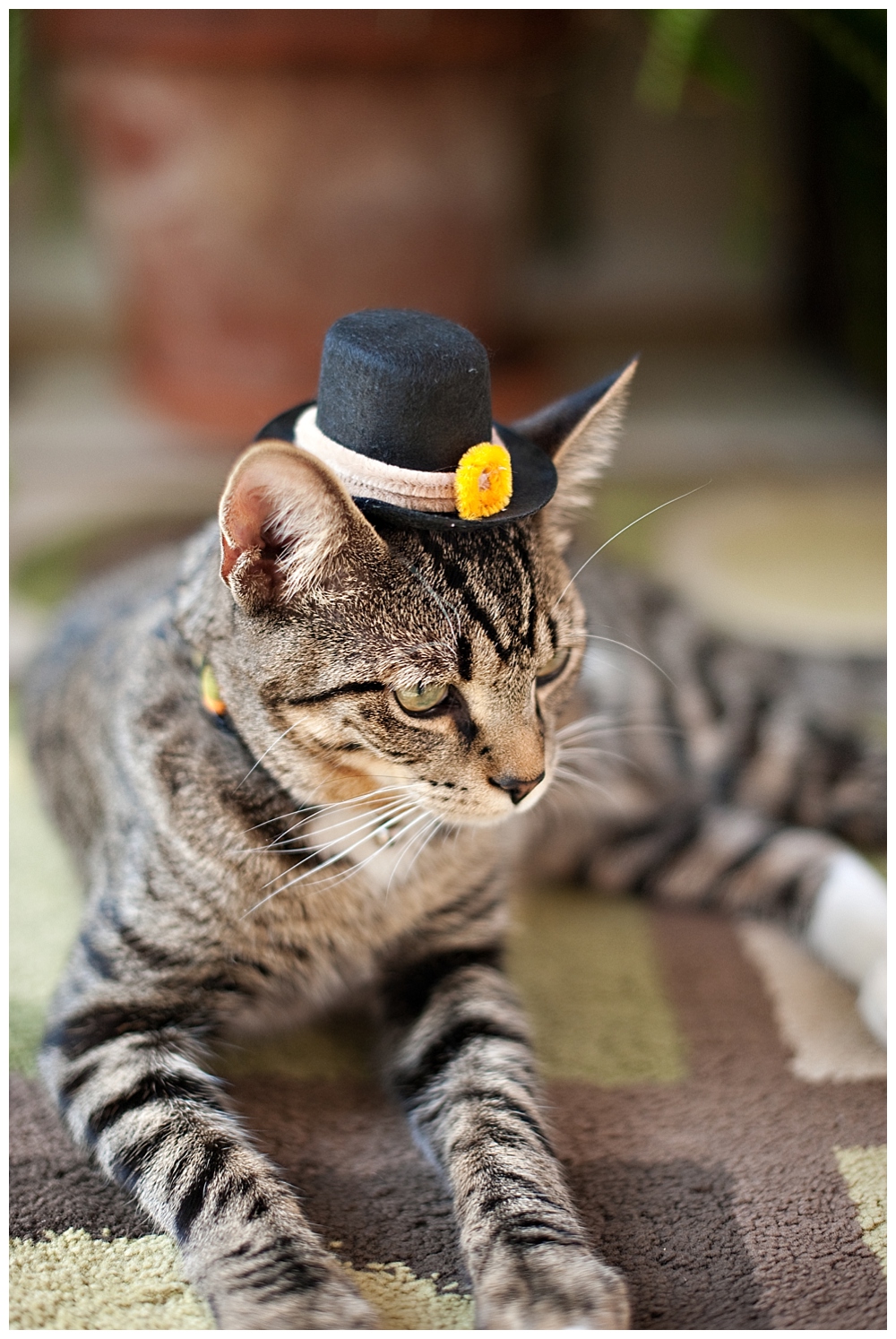 tiger striped kitten with pilgrim hat