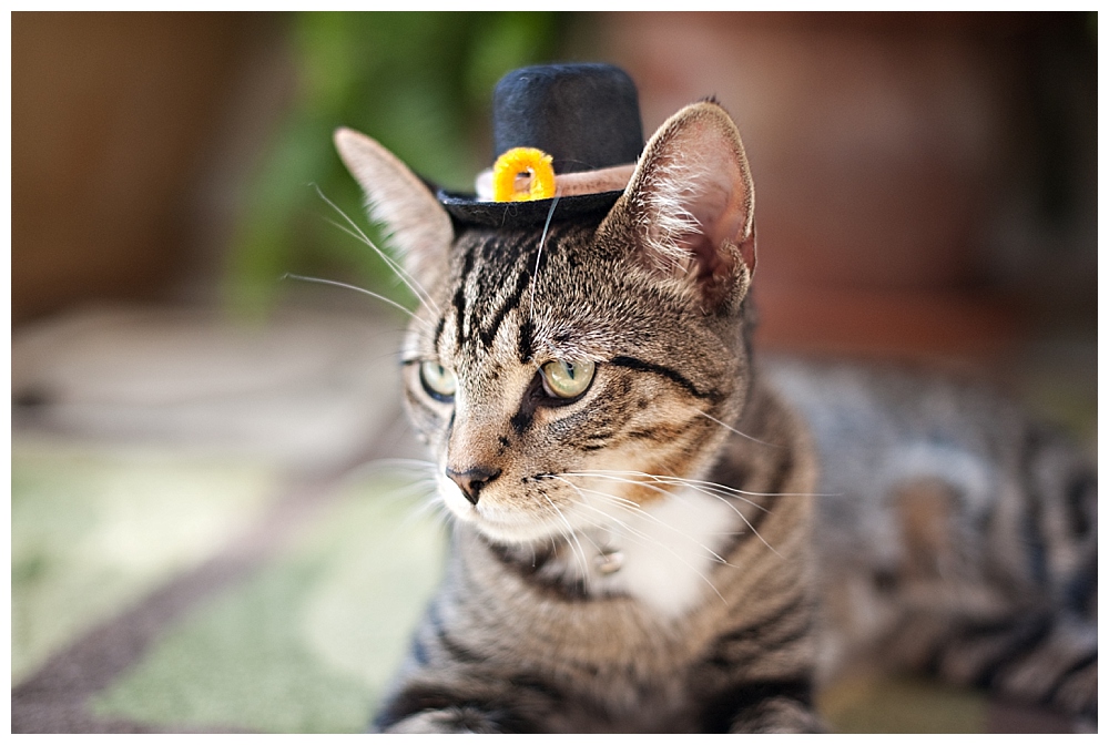 tiger striped kitten with pilgrim hat