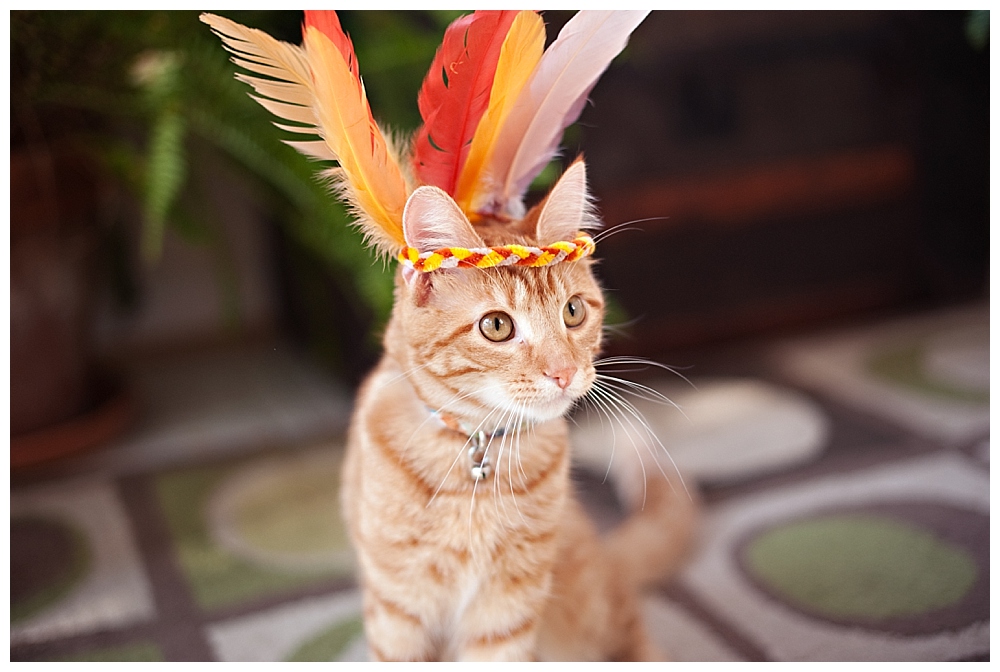 Orange kitten with feather hat