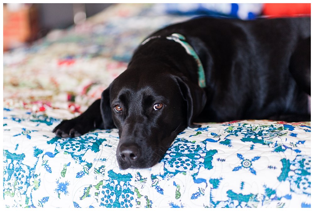 black lab