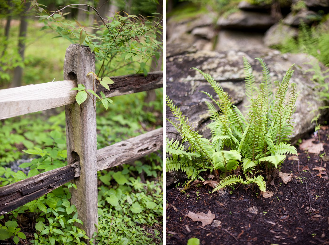 wooden fence and ferns Thorpewood Mountain Memories wedding Thurmont, MD