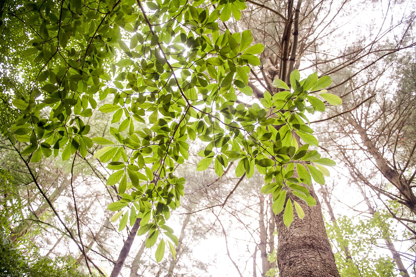 view looking up at trees Thorpewood Mountain Memories wedding Thurmont, MD