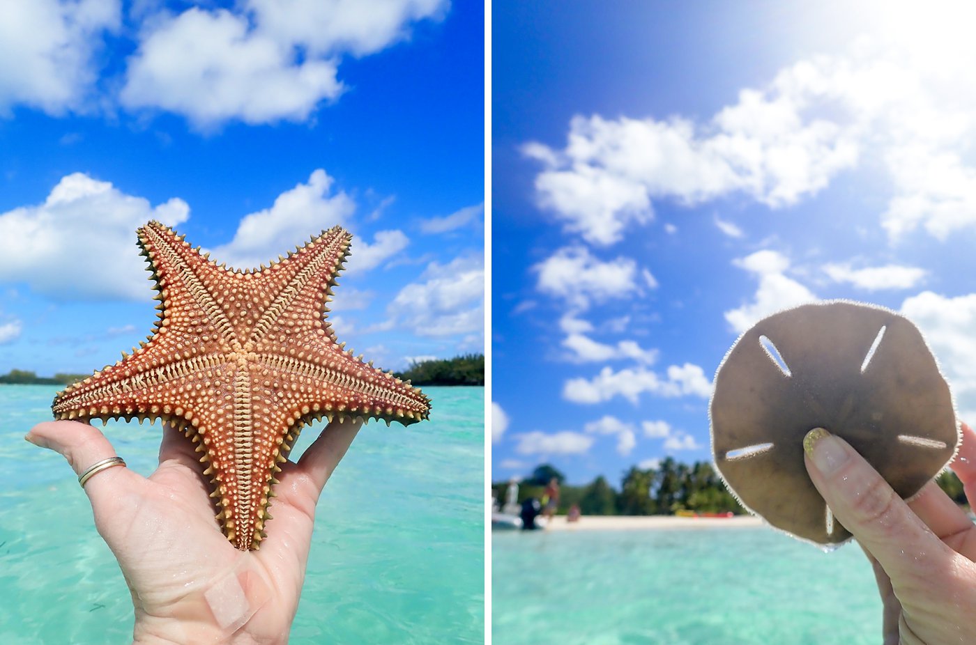tradewinds catamaran vacation abacos bahamas starfish sand dollar