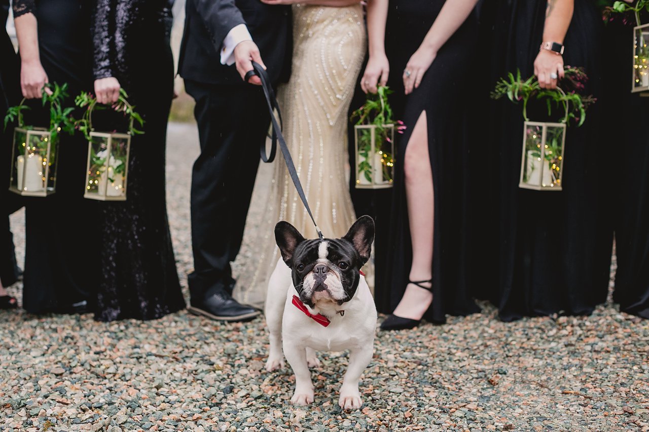 french bulldog in wedding party
