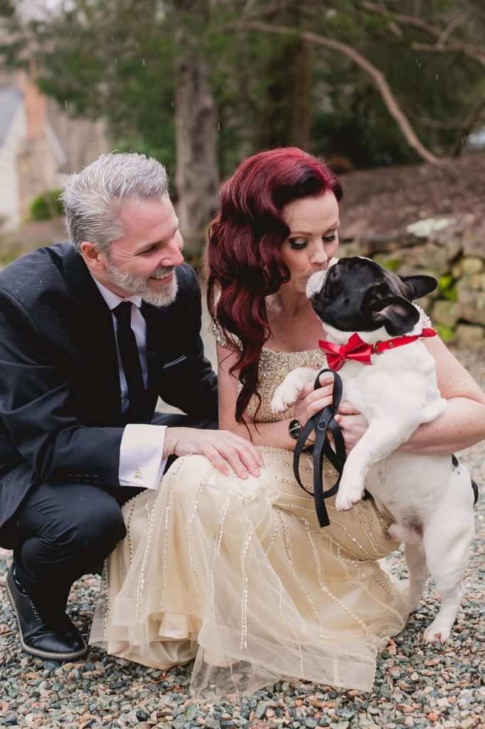 pied french bull dog with red bowtie in wedding